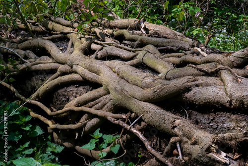Umgestürzter Baum mit Austrieben und Lianen umwunden im Wald