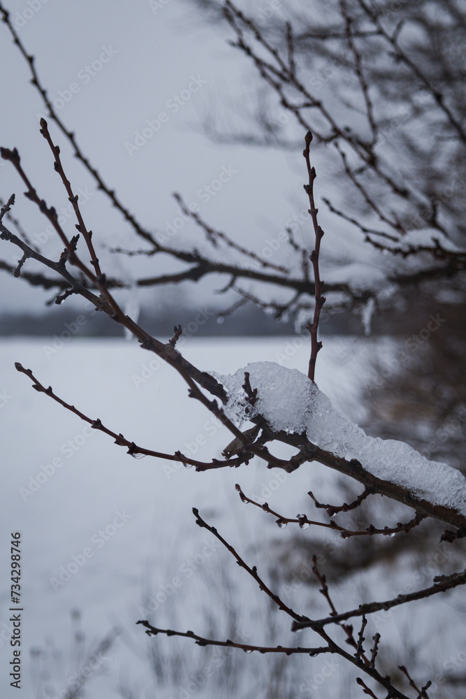 Kyiv, Ukraine - February 10, 2024, gloomy and gray weather. it is snowing a little. a white, clean field covered with snow. trees and branches are also covered with snow. Kyiv, Ukraine - February 10, 2024, gloomy and gray weather. it is snowing a little. a white, clean field covered with snow. trees and branches are also covered with snow.
