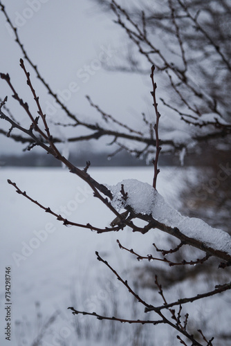 Kyiv, Ukraine - February 10, 2024, gloomy and gray weather. it is snowing a little. a white, clean field covered with snow. trees and branches are also covered with snow. 