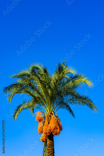 Bunches of ripe fruits on a green date palm tree
