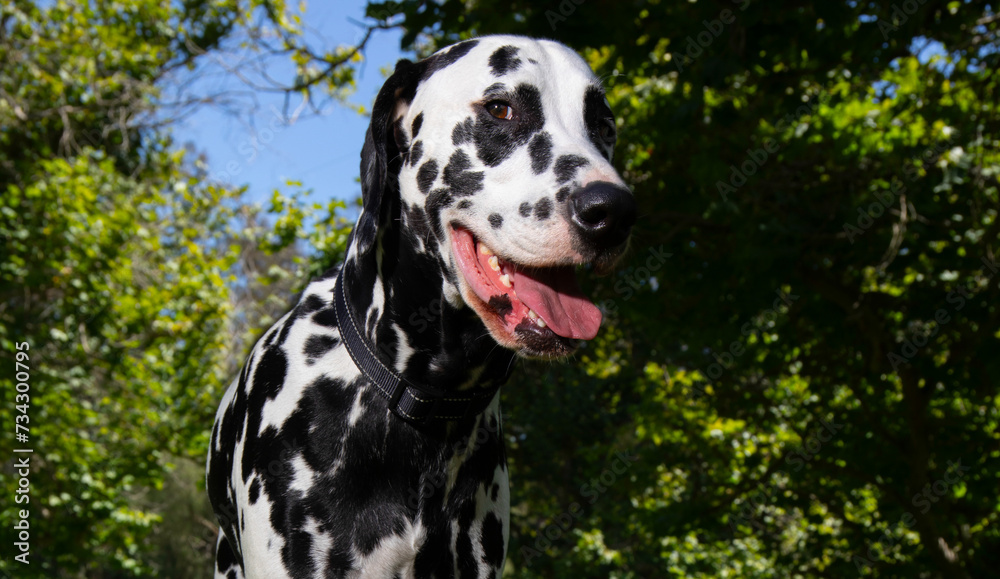 Portrait of Dalmatian dog at the park