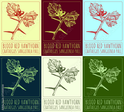 Set of vector drawings of BLOOD RED HAWTHORN in different colors. Hand drawn illustration. Latin name CRATAEGUS SANGUINEA PALL.