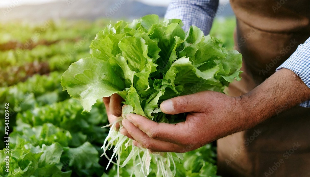 Farmer close-up holding and picking up green lettuce salad leaves with roots	
