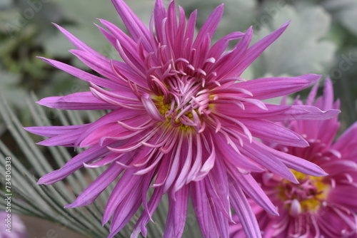 pink Flower Blossom in Full Bloom, Perfect for Nature Enthusiasts, Gardeners, and Floral Design Inspiration