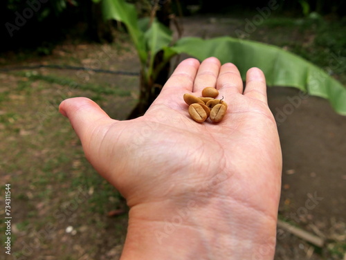 coffee beans in white female hand © Etoilepolaire