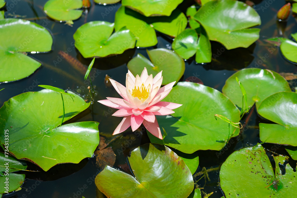 American water lilies in their natural environment. A pond with a flowering water lily in the center. American water lilies in their natural environment. A pond with a flowering water lily in the center.