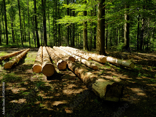 Cut felled logs in the forest.