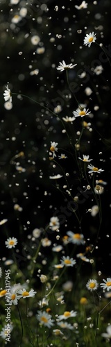 white chamomile flowers dropping from the sky in the sun light
