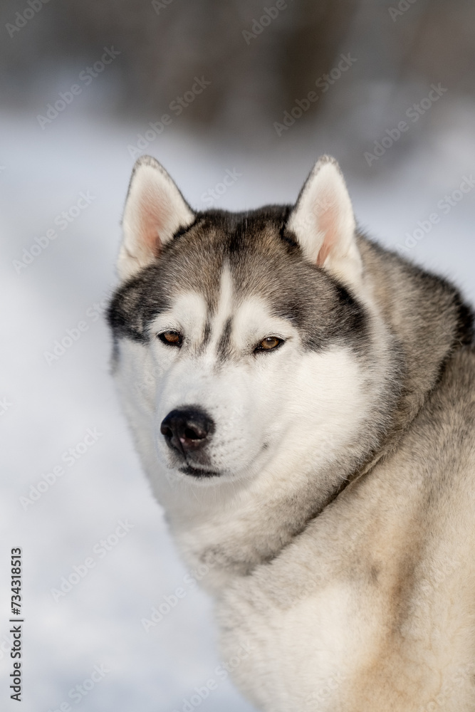 Siberian Husky in nature. Portrait of a husky against the backdrop of a winter landscape.