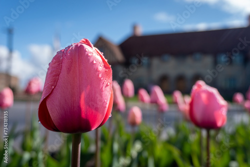 Pink tulip with water drops. Blurred background of the Midland County Courthouse in Midland, Michigan.  photo