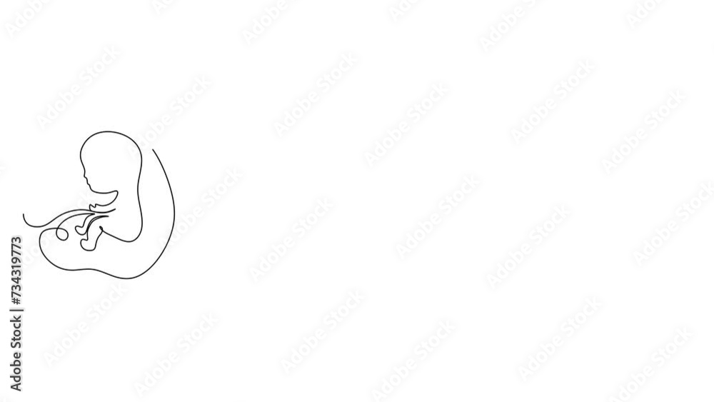 The embryo of the child's development video 4K one line. The embryo of the child's development video 4K one line.