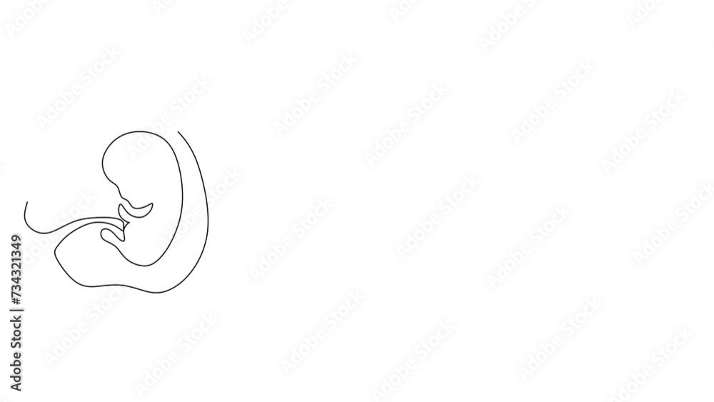 The embryo of the child's development video 4K one line. The embryo of the child's development video 4K one line.