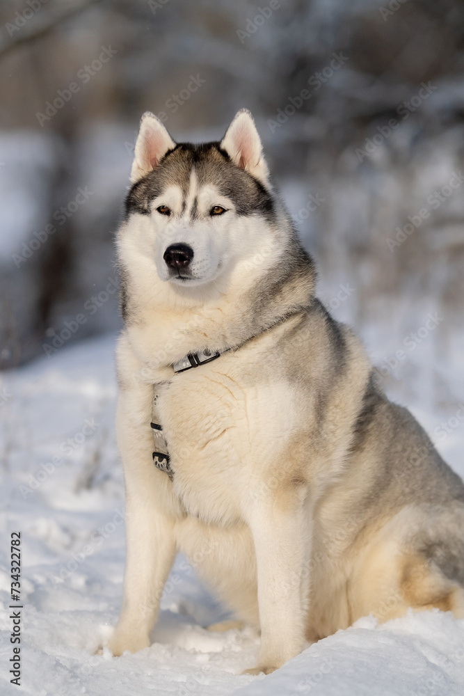 Siberian Husky in nature. Portrait of a husky against the backdrop of a winter landscape.