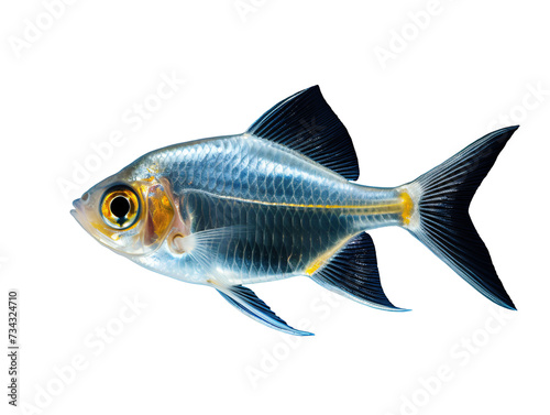 a close up of a fish photo