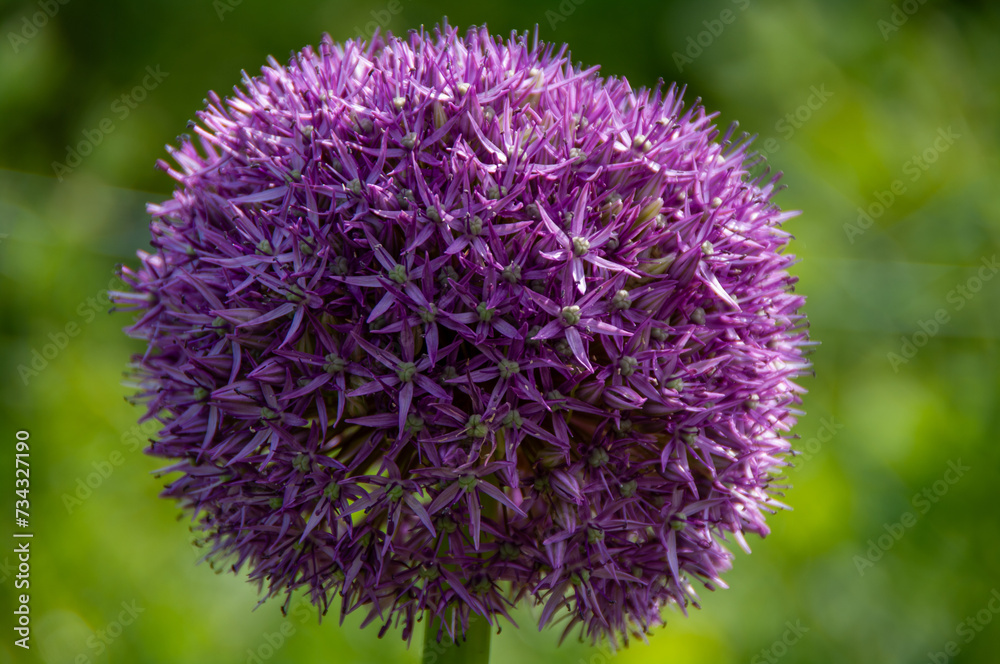 flowers in close up on natural green background flowers in close up on natural green background