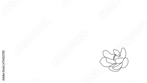 Rose one-line continuous drawing, single line art, flower sketch. 4k stock video of a developing with alpha channel. photo