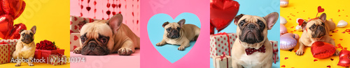 Set of cute French bulldog with gifts for Valentines Day on color background