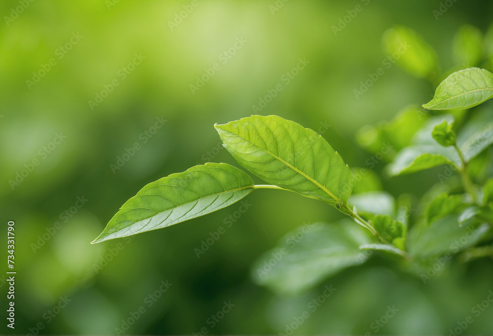 green leaves of a tree green leaves of a tree