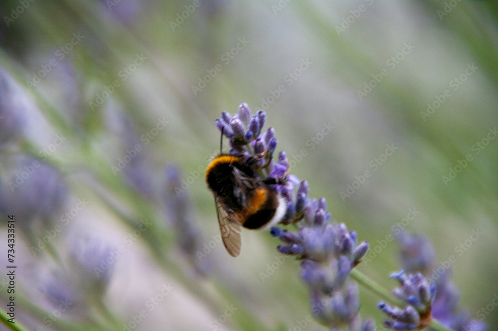 Fototapeta premium Bee on lavender flower