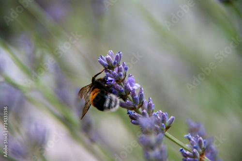 Bee on lavender flower