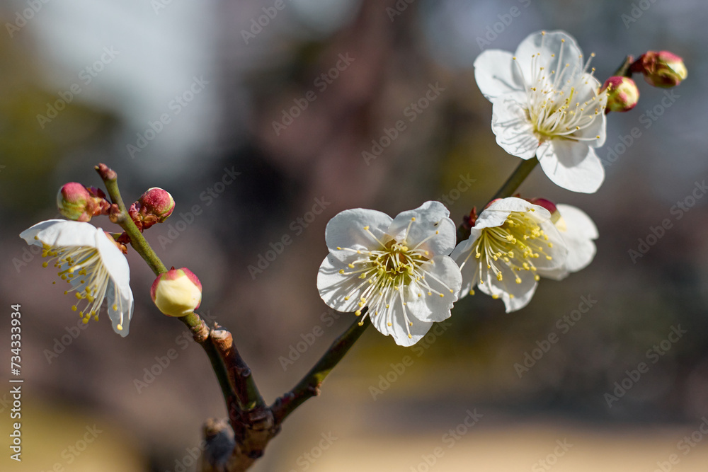 Obraz premium 浜離宮恩賜庭園 梅の満開の頃