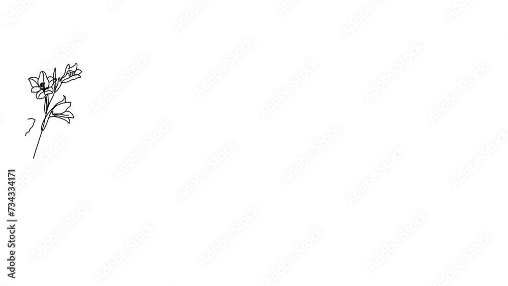 Self-drawing animation of a line of plants and flowers on a white background. Single line flower drawing. 4k stock video of a developing with alpha channel.