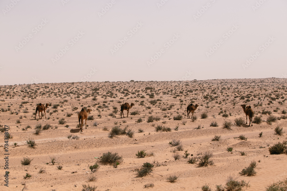 Dromadaire dans le désert du Sahara en Tunisie 