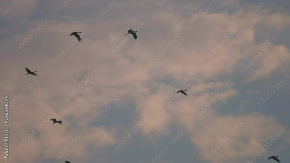 Bird flock flying on sky of sunset background Bird flock flying on sky of sunset background