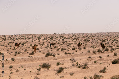 Dromadaire dans le désert du Sahara en Tunisie 