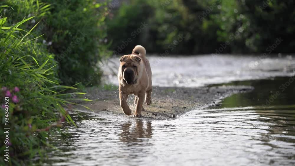 Chien de race Shar Pei heureux de patauger dans l'eau pour se rafraîchir par temps chaud et ensoleillé