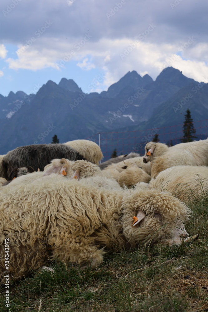Stado owiec na pięknej, zielonej Rusinowej Polanie w Tatrach Wysokich. Cultural sheep grazing on the beautiful, green Rusinowa Polana in the High Tatras.