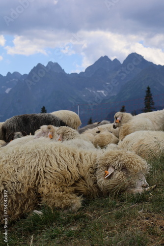 Stado owiec na pięknej, zielonej Rusinowej Polanie w Tatrach Wysokich. Cultural sheep grazing on the beautiful, green Rusinowa Polana in the High Tatras.