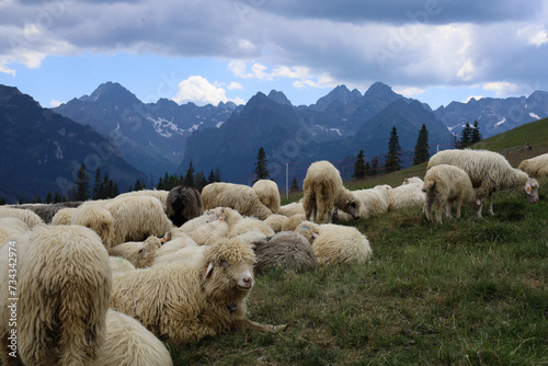 Kulturowy wypas owiec na pięknej, rozległej Rusinowej Polanie w Tatrach Wysokich. Cultural sheep grazing on the beautiful, green Rusinowa Polana in the High Tatras.