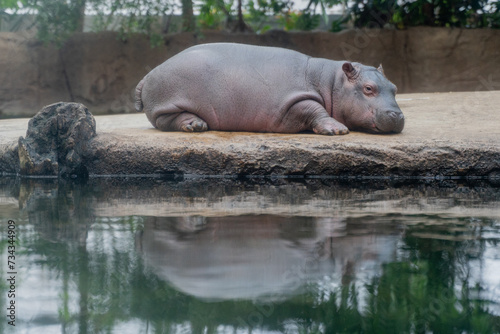 A small hippopotamus stands near a pond.