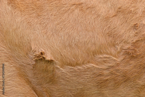 Textura de piel de vaca color rojo.