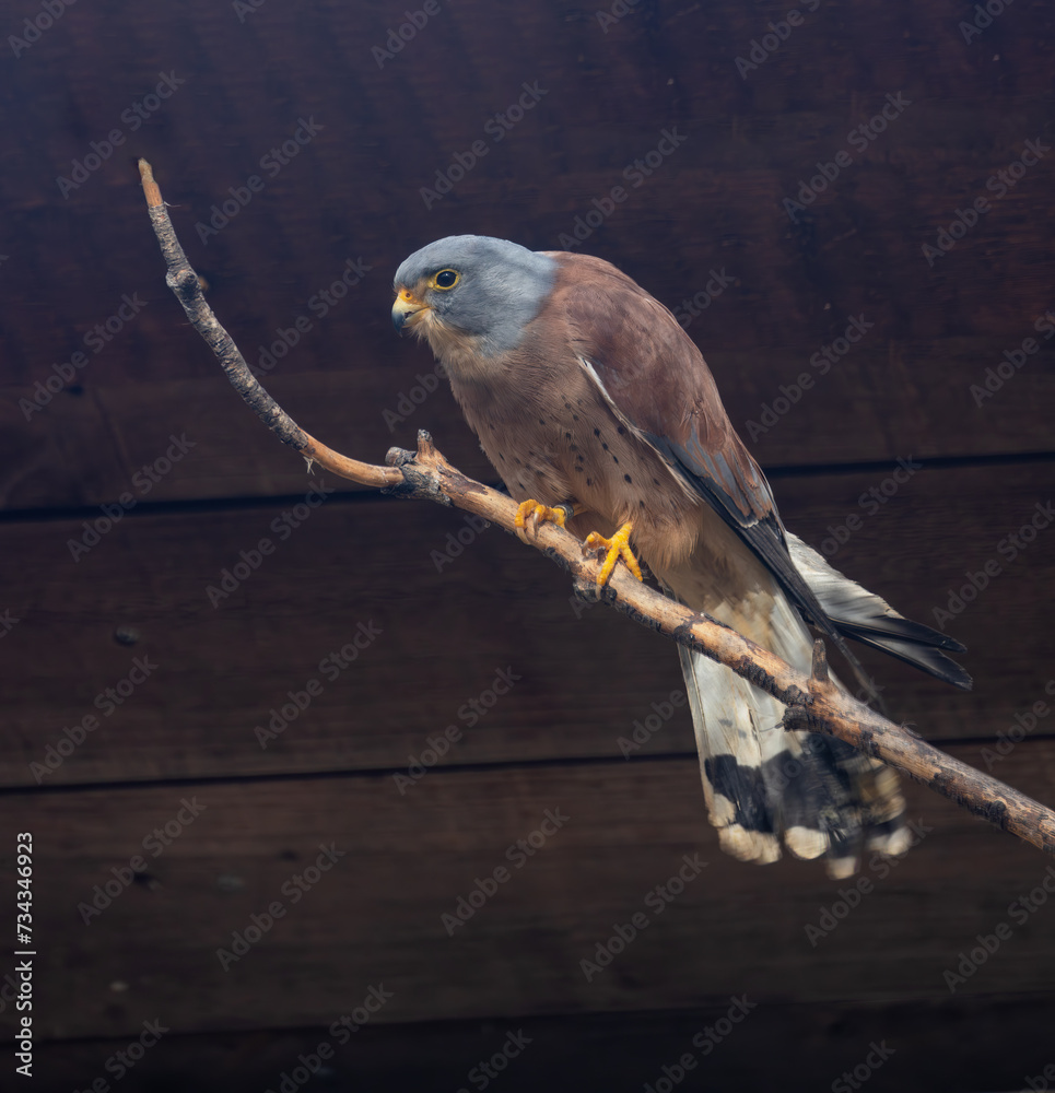 Φωτογραφία Kestrel (Falco tinnunculus) off the Coast of Howth, Dublin, Ireland