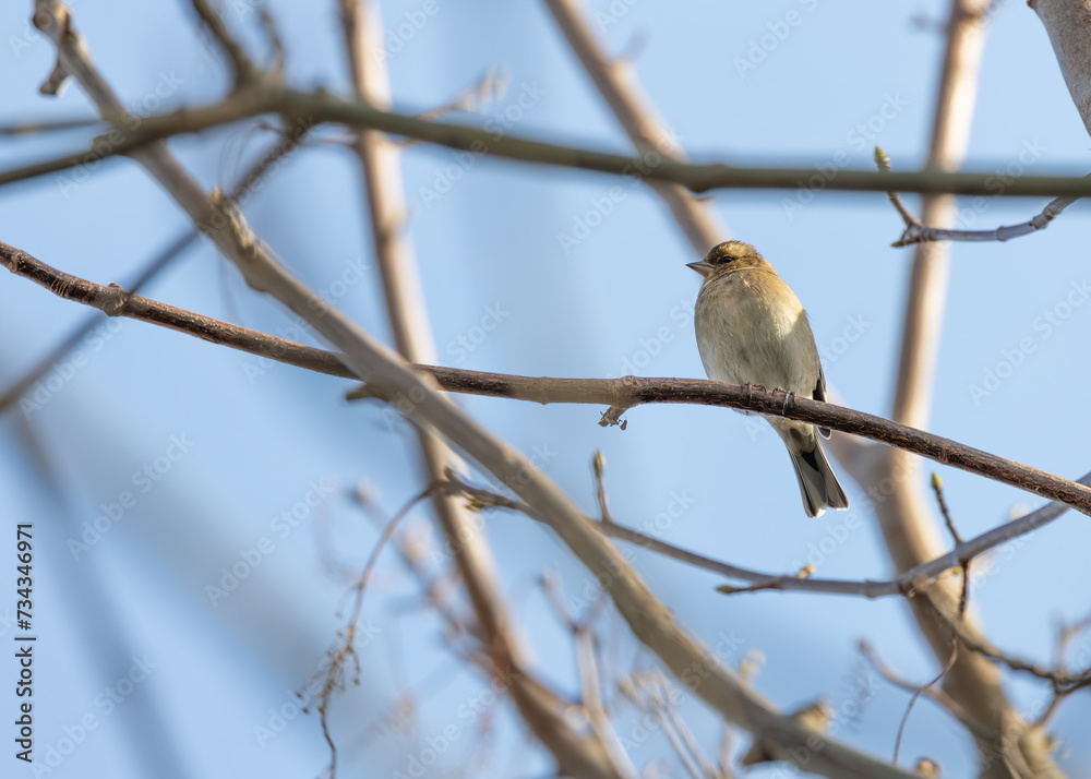 Chaffinch (Fringilla coelebs) in Phoenix Park, Dublin Chaffinch (Fringilla coelebs) in Phoenix Park, Dublin