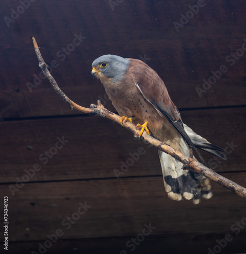 Photography Kestrel (Falco tinnunculus) off the Coast of Howth, Dublin, Ireland