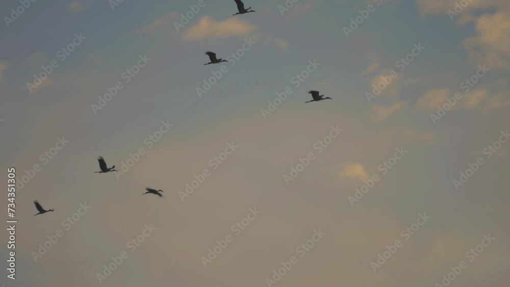 Bird flock flying on sky of sunset background Bird flock flying on sky of sunset background