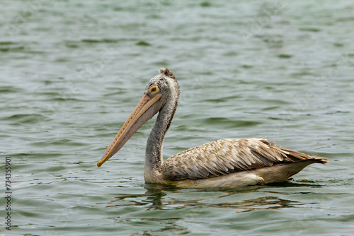Pelican swims in the lake water © greiss design