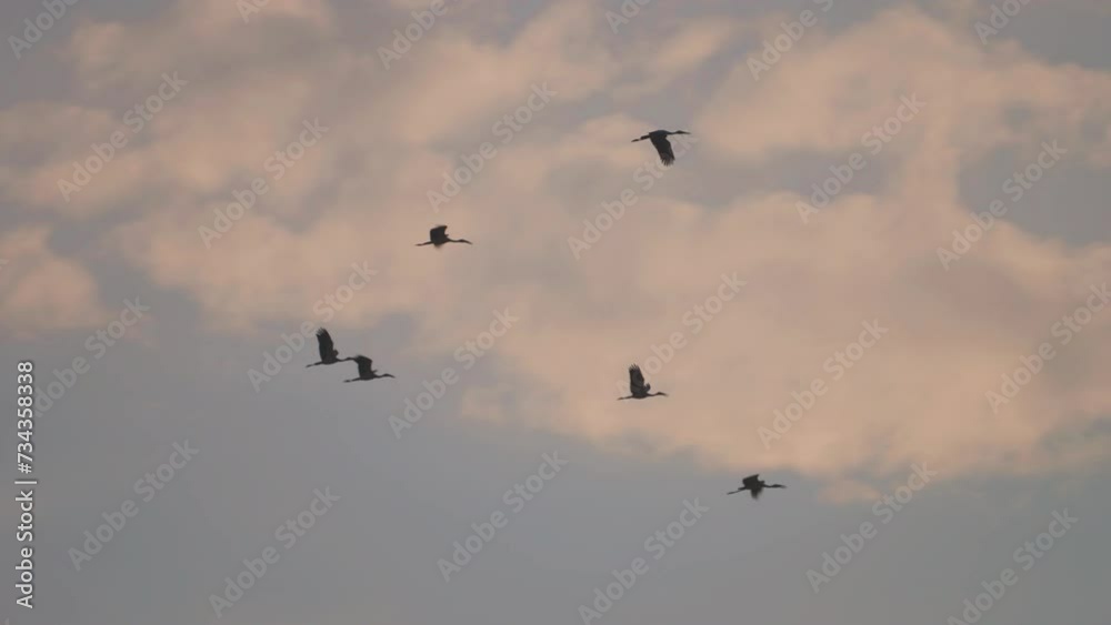 Bird flock flying on sky of sunset background Bird flock flying on sky of sunset background