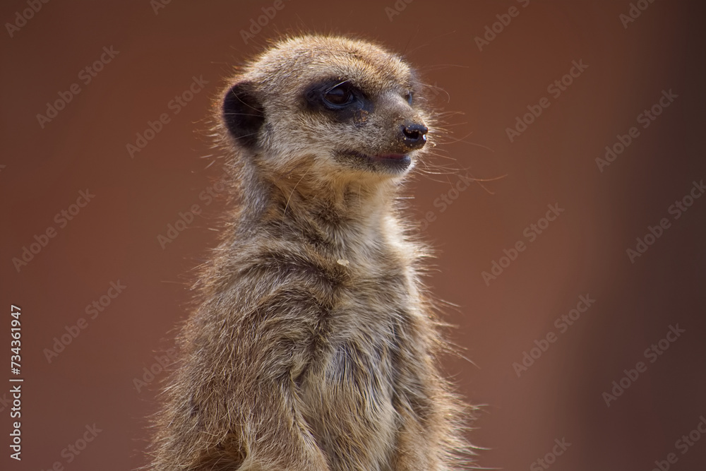 Fototapeta premium Detailed portrait of an adult meerkat showing facial features and thick fur in detail.