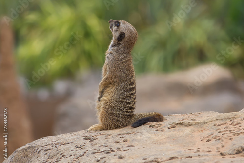 Adult full grown meerkat sat upright on a rock whilst looking up to the sky for predators. © Iain