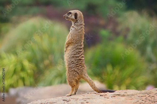 Adult meerkat stands upright on a rock to gain an advantage whilst watching for predators. © Iain