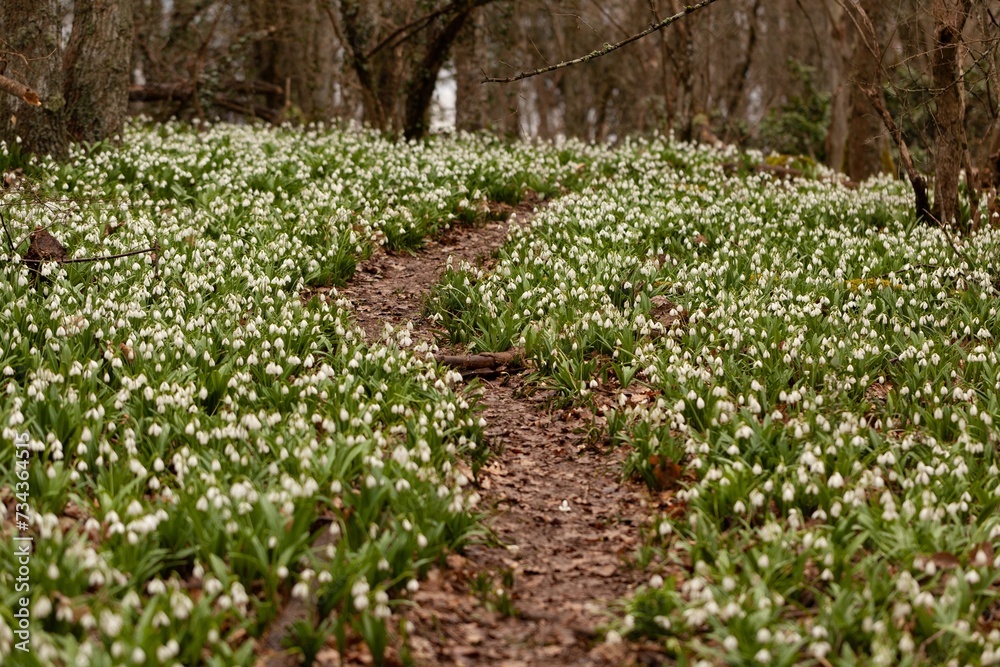 Forest with flowers and trees. Natural concept.