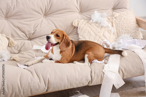 Naughty Beagle dog with torn pillows and toilet paper rolls lying on sofa in messy living room