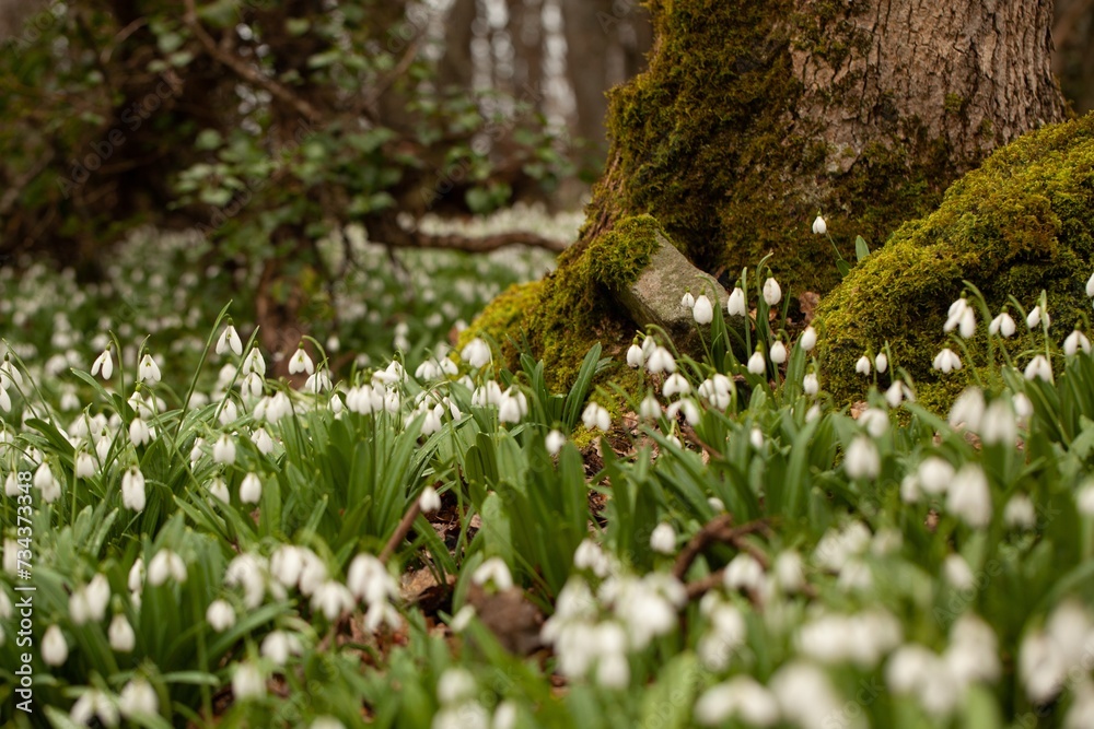 Obraz premium Spring forest with first winter flower