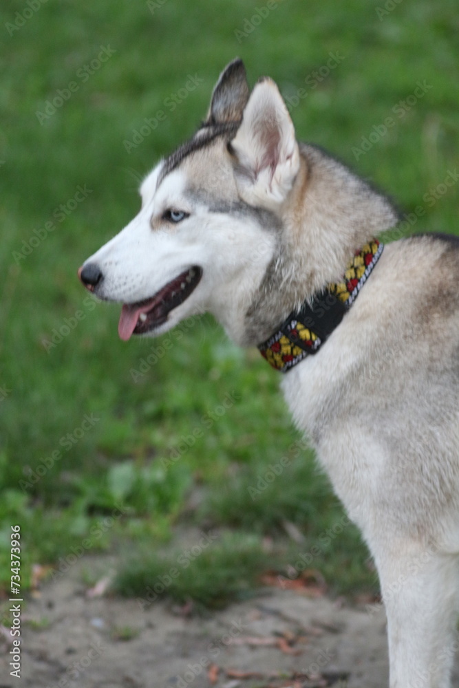 siberian husky dog