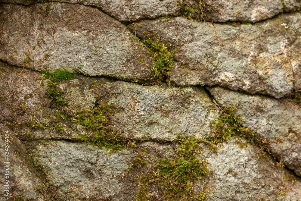 Green moss on forest texture stone
