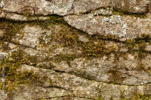 Green moss on forest texture stone